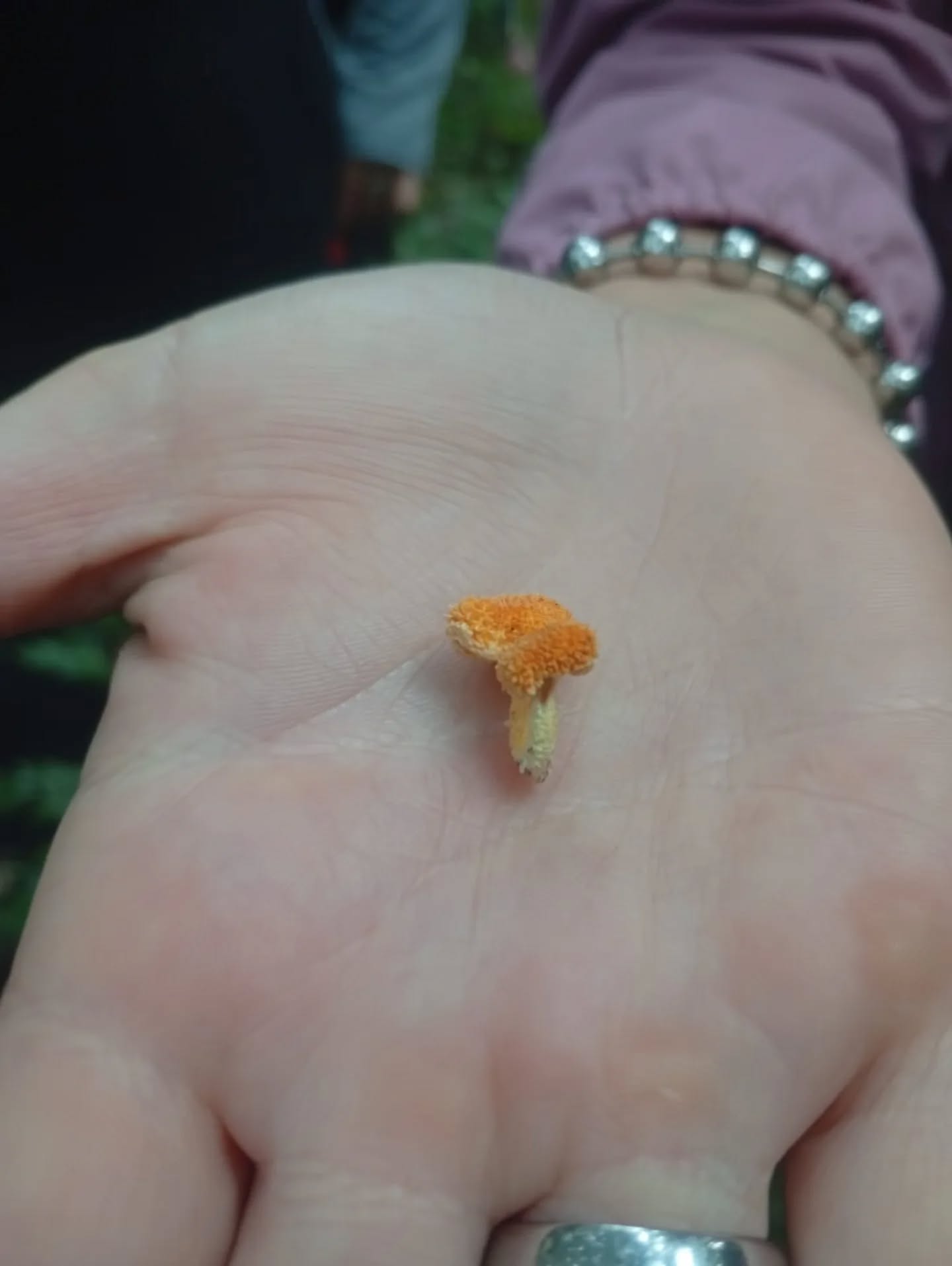 Identifican unas 40 especies de hongos en una jornada científica en Montecarlo 2